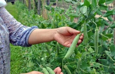 Locuri de muncă în agricultură la cules mazăre, cu angajator din Portugalia