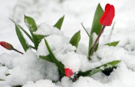 Avertizare ANM de ninsori în România! Mai multe zone ale țării vor fi afectate