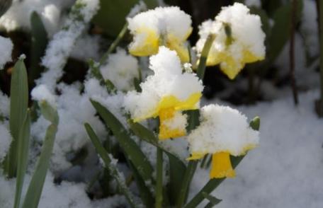 Alertă meteo, de sâmbătă în România. Frigul și ninsorile se întorc în unele regiuni ale țării