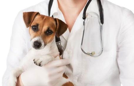 Campanie de sterilizare realizată cu succes la Dorohoi