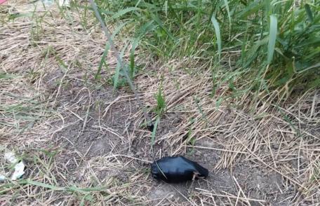 Acțiunea necugetată a unui botoșănean putea duce la o tragedie. A găsit o grenadă și a luat-o cu el la bar - FOTO