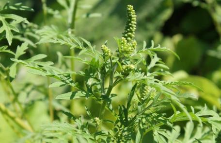 COMUNICAT Primăria Dorohoi, cu privire la combaterea buruienii AMBROZIA