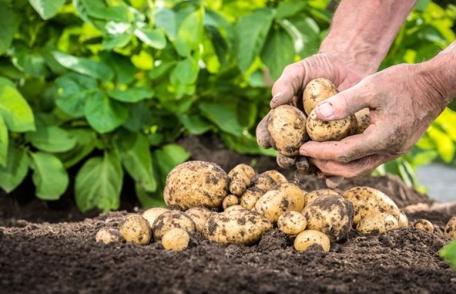 Sprijin pentru cultivatorii de cartofi și struguri de masă, aprobat de Guvern. Cât este subvenția și până când trebuie depusă cererea