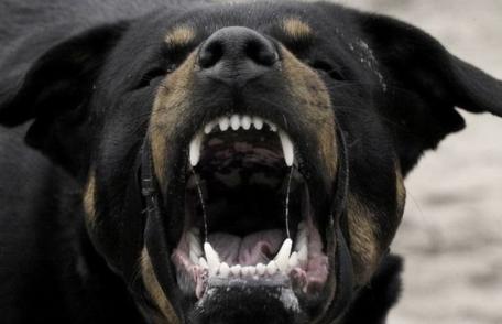 O femeie mușcată de un câine agresiv a solicitat sprijinul jandarmilor