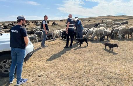Stânele din județ verificate de polițiștii de la Protecția Animalelor
