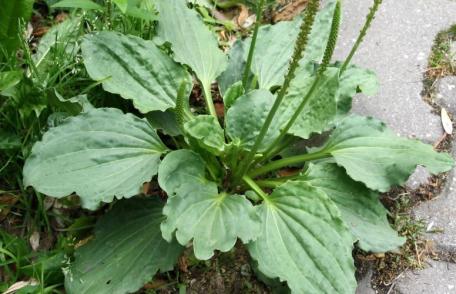 Cum poți folosi pătlagina ca medicament