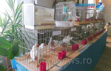 Expoziţia care-ţi va da aripi la Dorohoi: „Columbofilia - tradiţie şi pasiune”