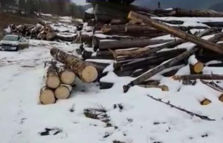 Acțiune a polițiștilor privind tăierile ilegale și comerțului ilicit de material lemnos