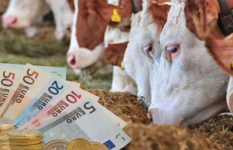 Bani pentru fermieri: Crescătorii de vaci de lapte și taurine vor primi o subvenție de 100 de euro pentru fiecare animal