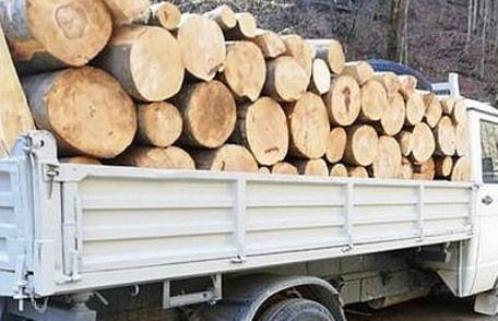 Material lemnos fără documente confiscat de polițiști