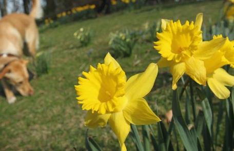 Vremea de Paște! Merită o ieșire la iarbă verde?