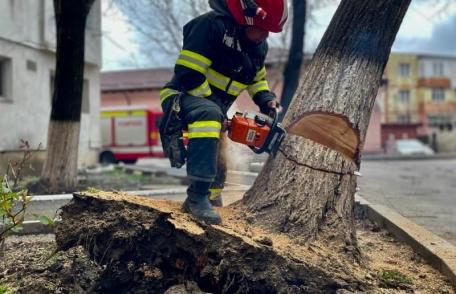 Un copac scos din rădăcini de vântul puternic punea în pericol siguranța oamenilor - FOTO