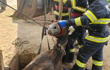 Dorohoi: Cal salvat de pompieri după ce a căzut într-o groapă