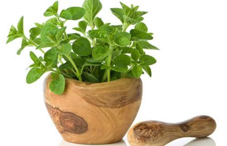 Mirodeniile care aduc o serie de beneficii organismului