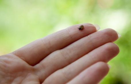 Ai fost mușcat de o căpușă? Iată ce ai de făcut