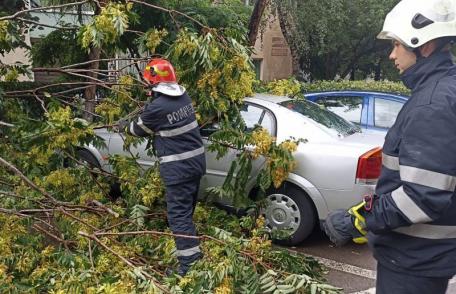 Copac doborât de vânt peste un autoturism în municipiul Botoșani