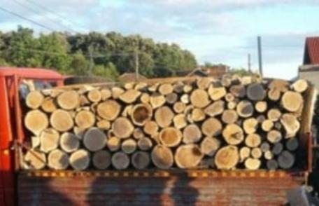 Material lemnos confiscat, în cadrul unei acțiuni a polițiștilor din Ștefănești