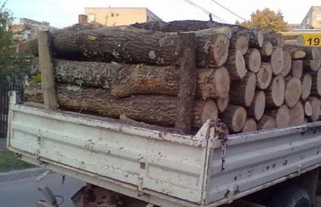 Lemne fără documente legale confiscate la Șendriceni