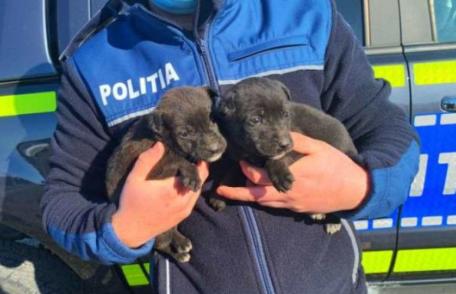 Tânăr amendat cu 5.000 de lei după ce a abandonat doi pui de câine la o ghenă din Botoșani