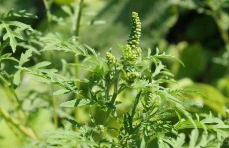 Autoritățile vor putea tăia ambrozia de pe terenuri, în caz că proprietarii nu o fac