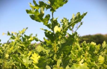 Regia Națională a Pădurilor – Romsilva acordă 600.000 de puieți voluntarilor care se implică în campania de împăduriri