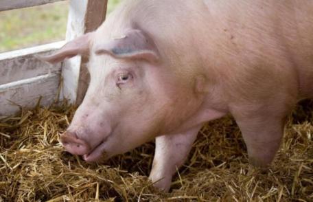 Noi reguli pentru creșterea porcilor în gospodărie. Apare „încălțămintea de coteț”