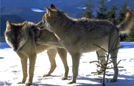 Câți lupi sunt în Carpații Meridionali? Rezultatele studiului genetic realizat de Fundația Conservation Carpathia