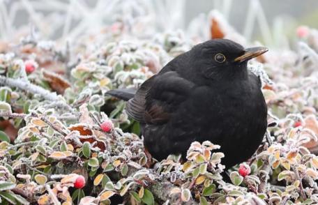 Un nou val de aer polar peste România! Ploi, ninsori și temperaturi negative