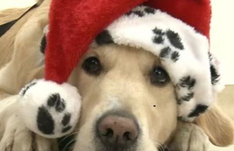 Metode prin care putem proteja animalele de companie în perioada sărbătorilor