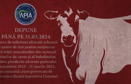 APIA: Se depun cereri de solicitare de ajutor de stat pentru susținerea activității crescătorilor din sectorul bovinelor de carne și al bubalinelor
