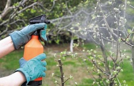 Cele mai bune soluții naturale cu care să stropești pomii primăvara pentru a avea o recoltă bogată tot anul