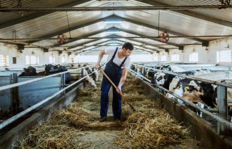 Veste bună pentru crescătorii de animale din România! Se majorează subvenția APIA pentru vacile de lapte