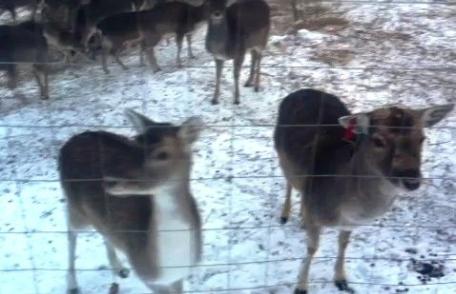 Cerbi lopătari din Suedia cumpărați de oameni de afaceri botoșăneni