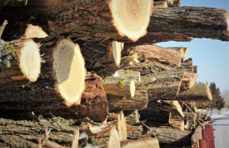 Material lemnos confiscat și amendă de 1000 lei pentru un botoșănean