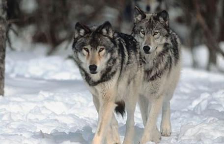 Sub asediul lupilor. Lupi văzuţi în pădurile din Vf. Câmpului şi Flămânzi