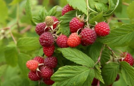 Fructul care reduce reproducerea celulelor canceroase