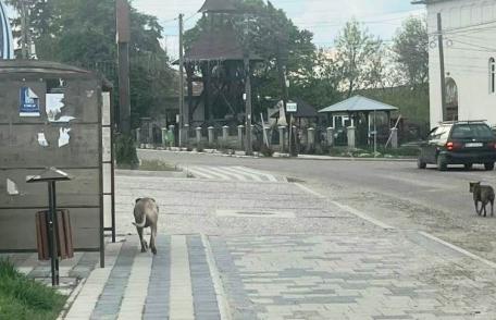 Proprietarul unui câine dintr-o rasă periculoasă amendat de jandarmi