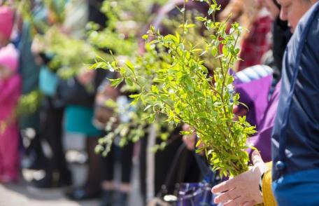 Care este simbolul salciei dată de Florii la biserică și ce întrebuințări practice are
