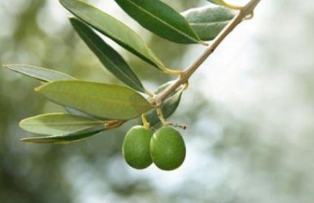 Tratamente naturale cu proprietăți antibacteriene