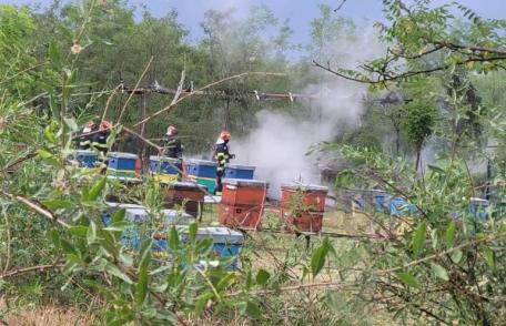 O platformă apicolă cu 20 de stupi a luat foc după ce a fost lovită de trăsnet - FOTO