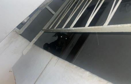Femeie panicată din cauza unui câine agresiv aflat în fața ușii apartamentului. Jandarmii au amendat proprietarul