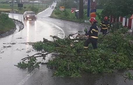 Copaci și cabluri electrice rupte de vânt în urma fenomenelor meteo din județ - FOTO