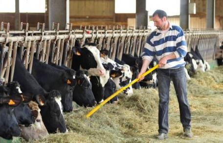 Fermierii vor beneficia de un ajutor pentru achiziționarea animalelor de reproducție