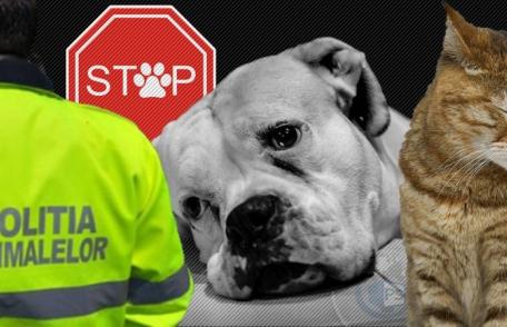 29 de amenzi aplicate în primele 6 luni ale anului, de polițiștii din cadrul biroului pentru protecția animalelor 