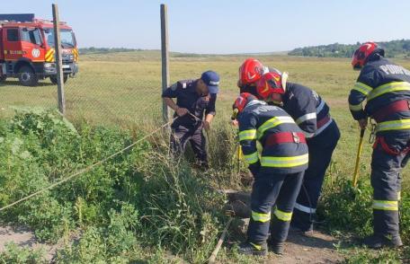 Taur rămas captiv într-o fântână salvat de pompieri - FOTO