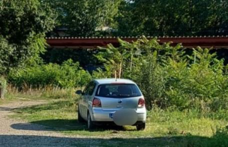 Amendă uriașă pentru un bărbat care a abandonat mai mulți pui de pisică