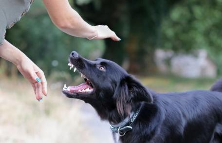 Cum trebuie să procedezi atunci când te mușcă un animal