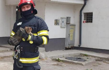 Fugărită de un câine, o pisică s-a refugiat într-un copac înalt de peste opt metri. Pompierii au intervenit