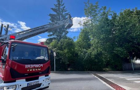 Pompierii au intervenit pentru tăierea unui copac aflat în pericol de prăbușire pe o stradă din Dorohoi