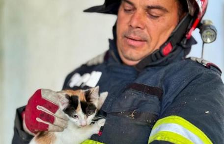 Pui de pisică salvat dintr-un copac înalt de aproximativ 12 metri